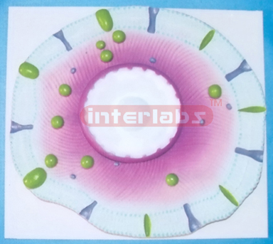 HEALTH&DISEASED CELL COMPARISON MODEL FOR TYPE 2 BIABETES